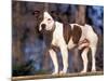 Staffordshire Bull Terrier Portrait-Adriano Bacchella-Mounted Photographic Print