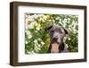 Staffordshire Bull Terrier Puppy Portrait-Zandria Muench Beraldo-Framed Photographic Print