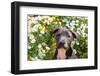 Staffordshire Bull Terrier Puppy Portrait-Zandria Muench Beraldo-Framed Photographic Print