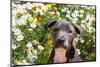 Staffordshire Bull Terrier Puppy Portrait-Zandria Muench Beraldo-Mounted Photographic Print