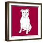 Staffordshire Bull Terrier-Anna Nyberg-Framed Art Print