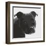 Staffordshire Bull-Emily Burrowes-Framed Giclee Print