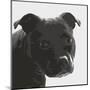 Staffordshire Bull-Emily Burrowes-Mounted Giclee Print