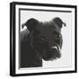 Staffordshire Bull-Emily Burrowes-Framed Giclee Print