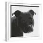 Staffordshire Bull-Emily Burrowes-Framed Giclee Print