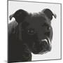 Staffordshire Bull-Emily Burrowes-Mounted Giclee Print