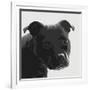 Staffordshire Bull-Emily Burrowes-Framed Art Print