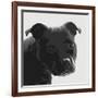 Staffordshire Bull-Emily Burrowes-Framed Art Print