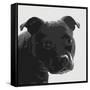 Staffordshire Bull-Emily Burrowes-Framed Stretched Canvas