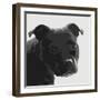 Staffordshire Bull-Emily Burrowes-Framed Art Print