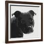 Staffordshire Bull-Emily Burrowes-Framed Art Print