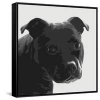 Staffordshire Bull-Emily Burrowes-Framed Stretched Canvas