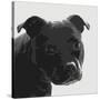 Staffordshire Bull-Emily Burrowes-Stretched Canvas