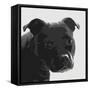Staffordshire Bull-Emily Burrowes-Framed Stretched Canvas