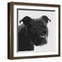 Staffordshire Bull-Emily Burrowes-Framed Art Print