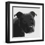 Staffordshire Bull-Emily Burrowes-Framed Art Print