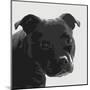 Staffordshire Bull-Emily Burrowes-Mounted Art Print