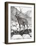 Stag, 2011-Vincent Alexander Booth-Framed Giclee Print