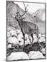 Stag, 2011-Vincent Alexander Booth-Mounted Giclee Print