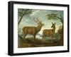 Stag and Hind in a Wooded Landscape-null-Framed Giclee Print