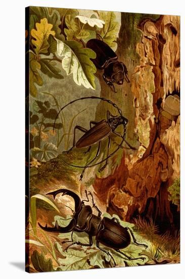 Stag and Longhorn Beetles-F.W. Kuhnert-Stretched Canvas