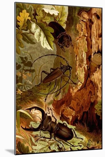 Stag and Longhorn Beetles-F.W. Kuhnert-Mounted Art Print