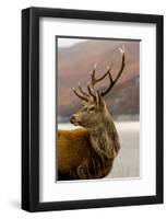 Stag Antlers Scot Glen Garry-null-Framed Art Print