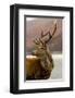 Stag Antlers Scot Glen Garry-null-Framed Art Print