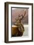 Stag Antlers Scot Glen Garry-null-Framed Art Print