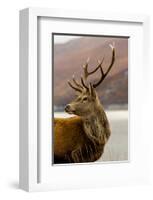 Stag Antlers Scot Glen Garry-null-Framed Art Print
