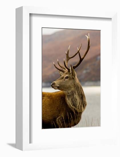 Stag Antlers Scot Glen Garry-null-Framed Art Print
