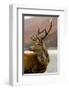 Stag Antlers Scot Glen Garry-null-Framed Art Print