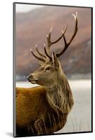 Stag Antlers Scot Glen Garry-null-Mounted Art Print