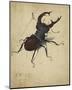 Stag Beetle, 1505-Albrecht Durer-Mounted Premium Giclee Print