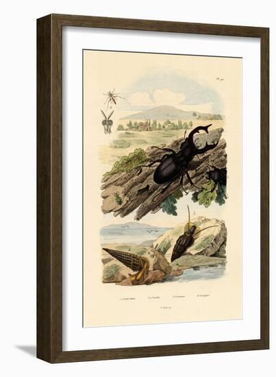 Stag Beetle, 1833-39-null-Framed Giclee Print