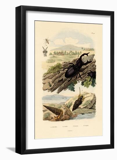 Stag Beetle, 1833-39-null-Framed Giclee Print