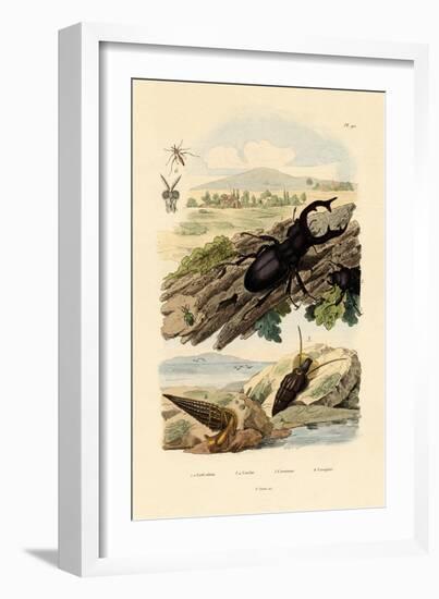 Stag Beetle, 1833-39-null-Framed Giclee Print