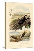 Stag Beetle, 1833-39-null-Stretched Canvas