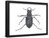 Stag Beetle (Lucanus Capreolus), Insects-Encyclopaedia Britannica-Framed Poster
