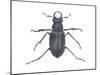 Stag Beetle (Lucanus Capreolus), Insects-Encyclopaedia Britannica-Mounted Poster