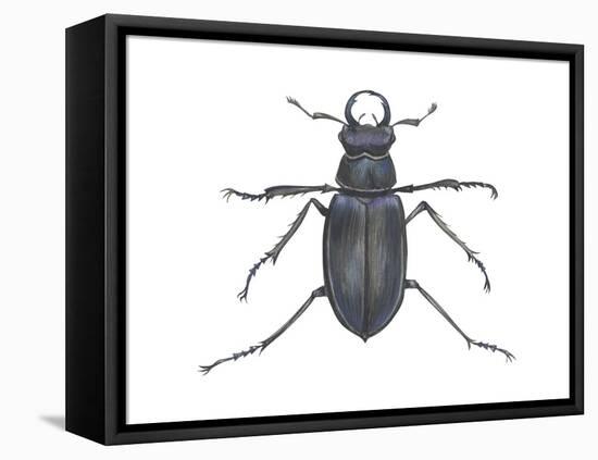 Stag Beetle (Lucanus Capreolus), Insects-Encyclopaedia Britannica-Framed Stretched Canvas