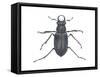 Stag Beetle (Lucanus Capreolus), Insects-Encyclopaedia Britannica-Framed Stretched Canvas