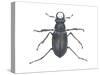 Stag Beetle (Lucanus Capreolus), Insects-Encyclopaedia Britannica-Stretched Canvas