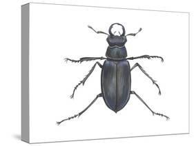 Stag Beetle (Lucanus Capreolus), Insects-Encyclopaedia Britannica-Stretched Canvas