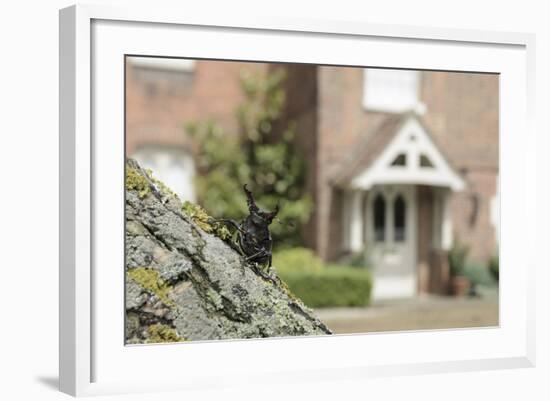 Stag Beetle (Lucanus Cervus) in Defensive Posture; Male in Garden Where it Emerged Naturally-Terry Whittaker-Framed Photographic Print