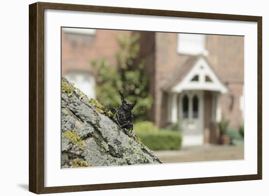 Stag Beetle (Lucanus Cervus) in Defensive Posture; Male in Garden Where it Emerged Naturally-Terry Whittaker-Framed Photographic Print