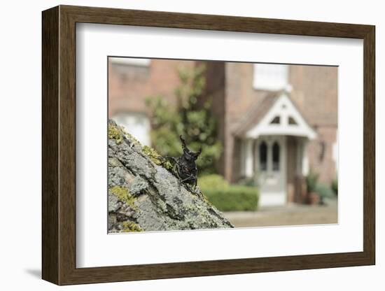 Stag Beetle (Lucanus Cervus) in Defensive Posture; Male in Garden Where it Emerged Naturally-Terry Whittaker-Framed Photographic Print