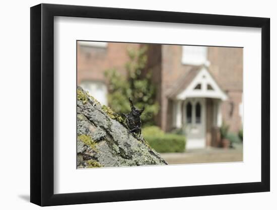 Stag Beetle (Lucanus Cervus) in Defensive Posture; Male in Garden Where it Emerged Naturally-Terry Whittaker-Framed Photographic Print