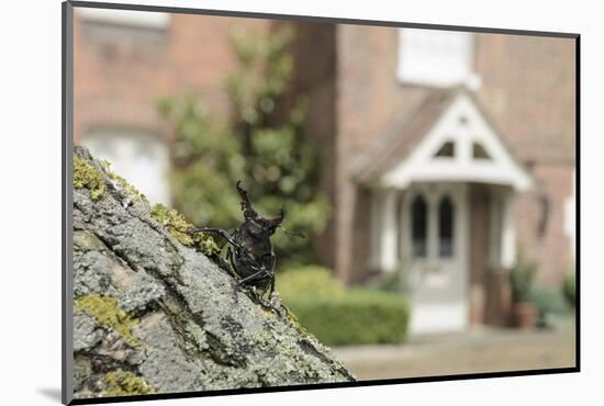 Stag Beetle (Lucanus Cervus) in Defensive Posture; Male in Garden Where it Emerged Naturally-Terry Whittaker-Mounted Photographic Print