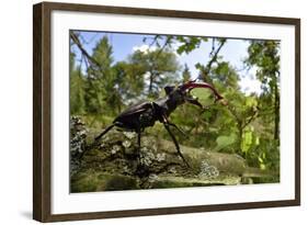 Stag Beetle (Lucanus Cervus) Male on Oak Tree. Elbe, Germany, June-Solvin Zankl-Framed Photographic Print